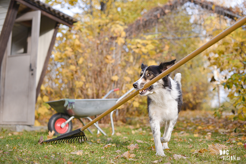 Herfst, tuinhulp, hondenfotografie, fotografie Zweden, hondenfotograaf Zweden, Belgen in Zweden, www.DOGvision.be