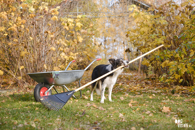 Herfst, tuinhulp, hondenfotografie, fotografie Zweden, hondenfotograaf Zweden, Belgen in Zweden, www.DOGvision.be