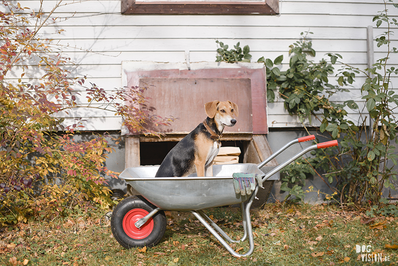 Herfst, tuinhulp, hondenfotografie, fotografie Zweden, hondenfotograaf Zweden, Belgen in Zweden, www.DOGvision.be