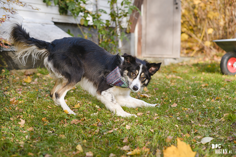 Herfst, tuinhulp, hondenfotografie, fotografie Zweden, hondenfotograaf Zweden, Belgen in Zweden, www.DOGvision.be