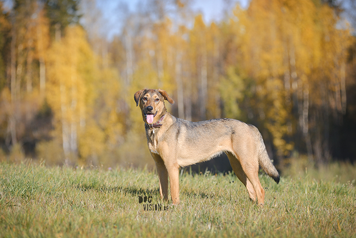 #TongueOutTuesday (42) | www.DOGvision.be | dog photography and blog for adventurous dogs.