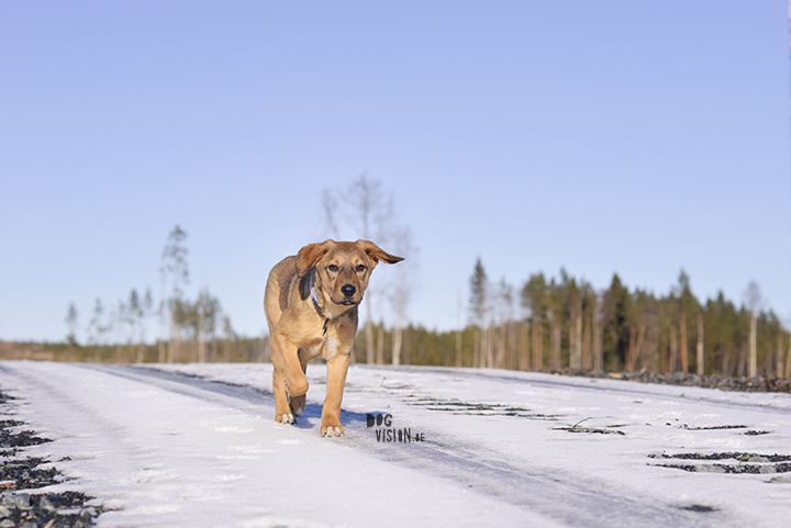 Winter in Zweden | hondenfotografie | www.DOGvision.be