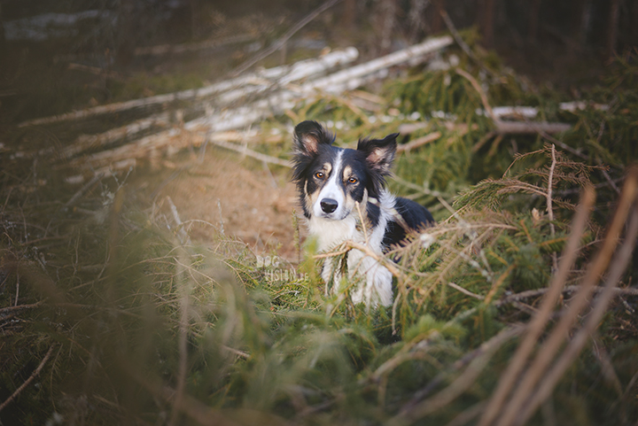 #TongueOutTuesday (16), hondenfotografie, leven in Zweden, avontuur met honden, Dalarna, fototips, www.DOGvision.be