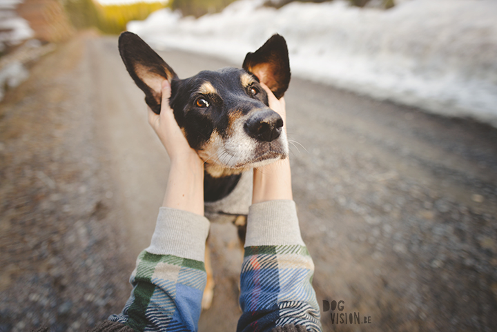 #TongueOutTuesday (16), hondenfotografie, leven in Zweden, avontuur met honden, Dalarna, fototips, www.DOGvision.be