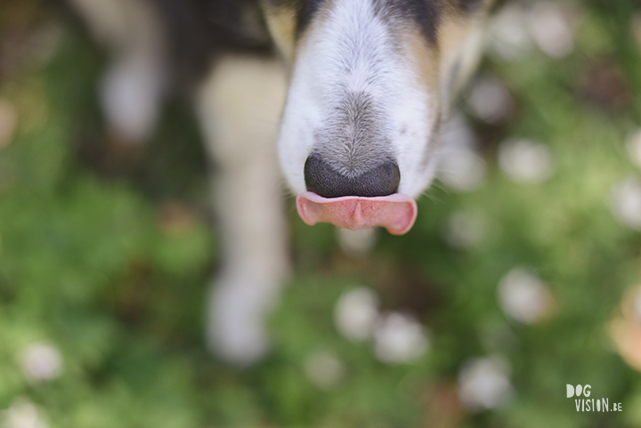 #TongueOutTuesday (20), hondenfotografie en blog, honden in Zweden, Dalarna, www.DOGvision.be