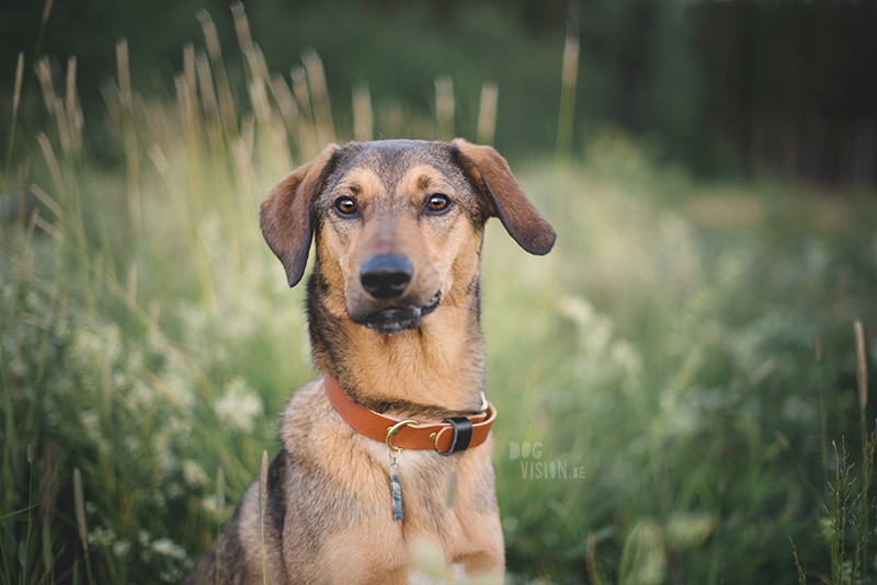 #TongueOutTuesday (25), hondenfotografie, creatief fotografieproject, commerciële hondenfotografie Europa, honden influencer, hondenblog op www.DOGvision.be