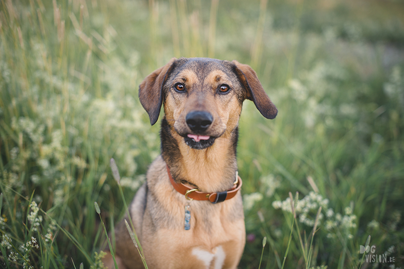 #TongueOutTuesday (25), hondenfotografie, creatief fotografieproject, commerciële hondenfotografie Europa, honden influencer, hondenblog op www.DOGvision.be