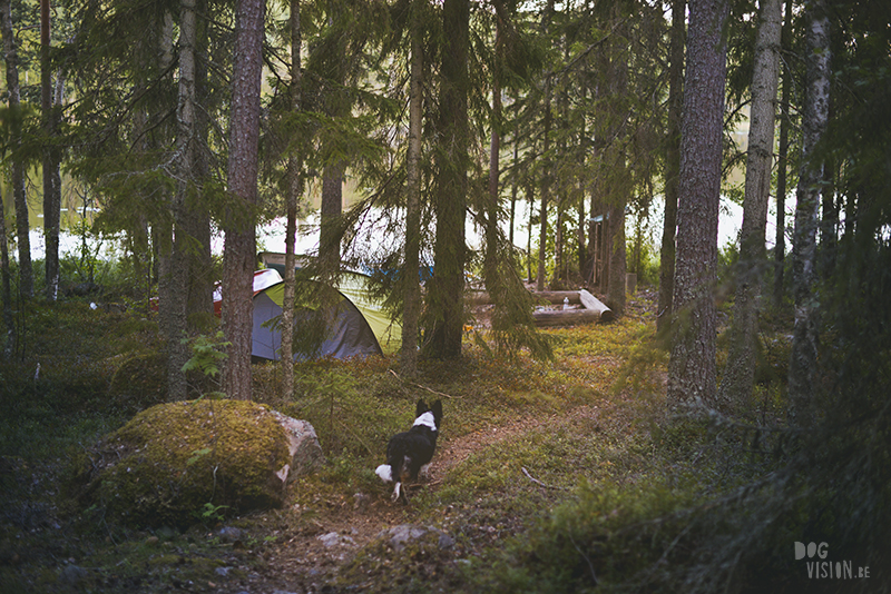 Kamperen met honden in Zweden, Dalarna, hondenfotografie, blog www.dogvision.be