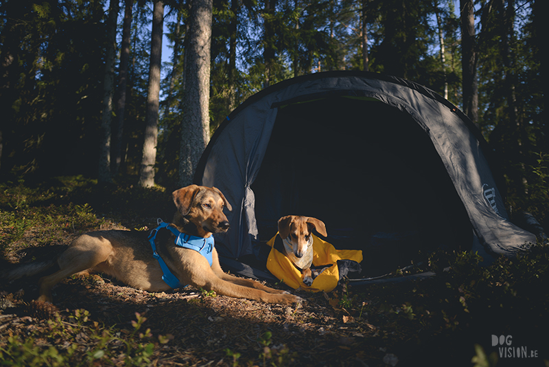 Kamperen met honden in Zweden, Dalarna, hondenfotografie, blog www.dogvision.be