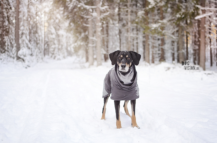 1 jaar Zweden met de honden, een terugblik | www.DOGvision.be