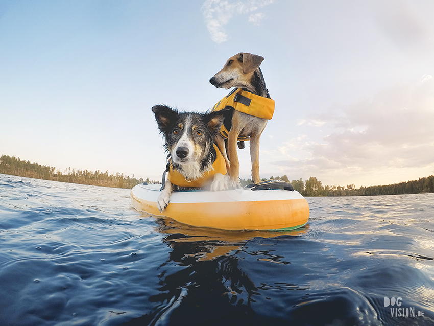 SUP met honden, stand uo paddle in Zweden, honden met ruffwear zwemvest, avontuur met honden, www.DOGvision.be