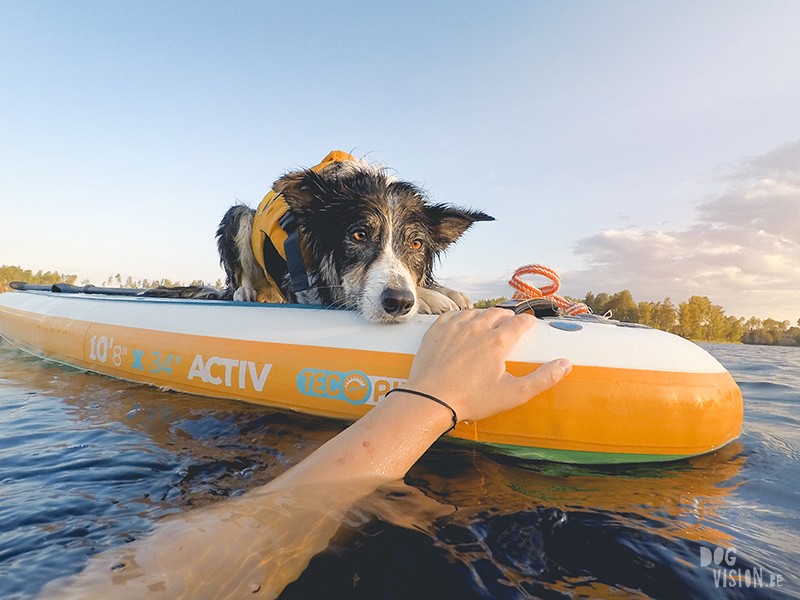 SUP met honden, stand uo paddle in Zweden, honden met ruffwear zwemvest, avontuur met honden, www.DOGvision.be