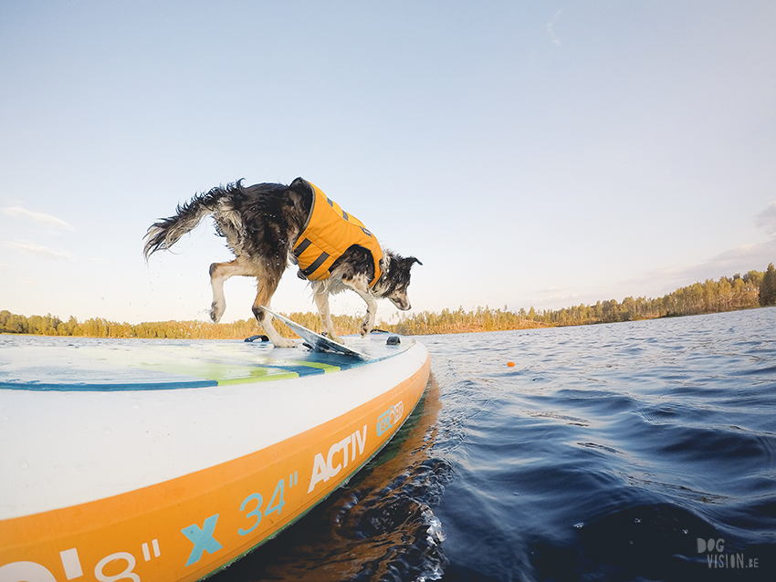 SUP met honden, stand uo paddle in Zweden, honden met ruffwear zwemvest, avontuur met honden, www.DOGvision.be