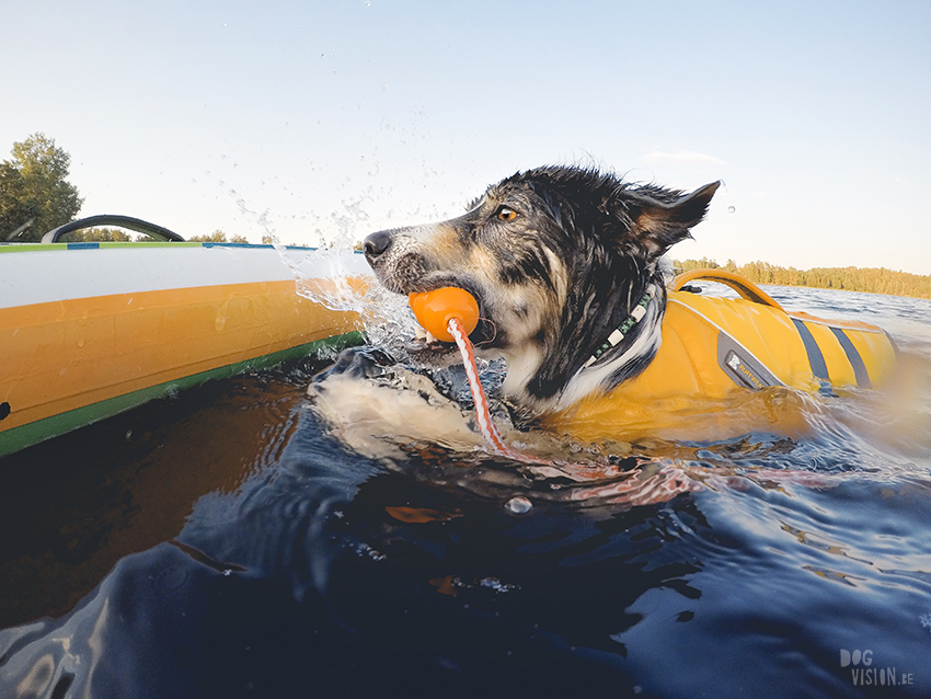 SUP met honden, stand uo paddle in Zweden, honden met ruffwear zwemvest, avontuur met honden, www.DOGvision.be