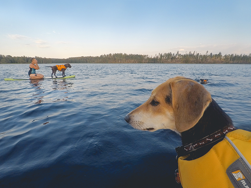 SUP met honden, stand uo paddle in Zweden, honden met ruffwear zwemvest, avontuur met honden, www.DOGvision.be