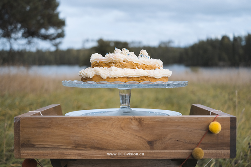 Honden fotografie, honden verjaardag, verjaardagscake voor honden, rescue dog Oona, Dalarna Zweden, www.DOGvision.be