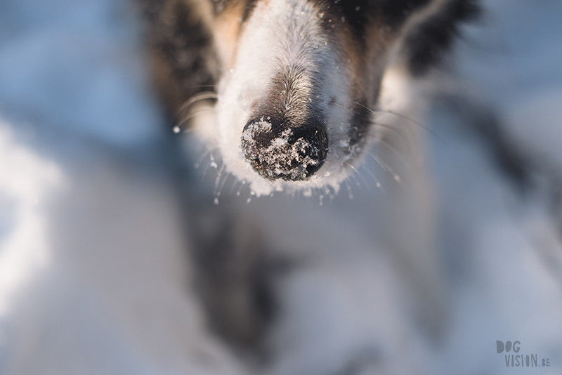 #TongueOutTuesday (05), dogvision hondenfotografie, wandelen met honden in Zweden, verhuizen naar Zweden met honden, www.dogvision.be