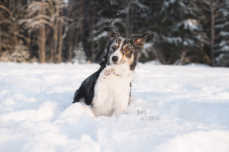 #TongueOutTuesday (05), dogvision hondenfotografie, wandelen met honden in Zweden, verhuizen naar Zweden met honden, www.dogvision.be