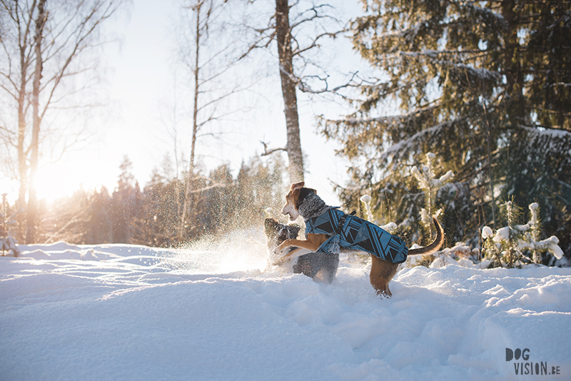 honden in Zweden, verhuizen naar Zweden, wandelen met honden in Zweden, hondenfotografie, commerciele hondenfotografie, hondenblog, www.DOGvision.be