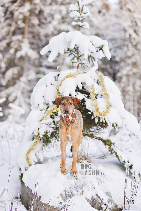 Happy Holidays | Christmas dog | dog photography | www.DOGvision.eu