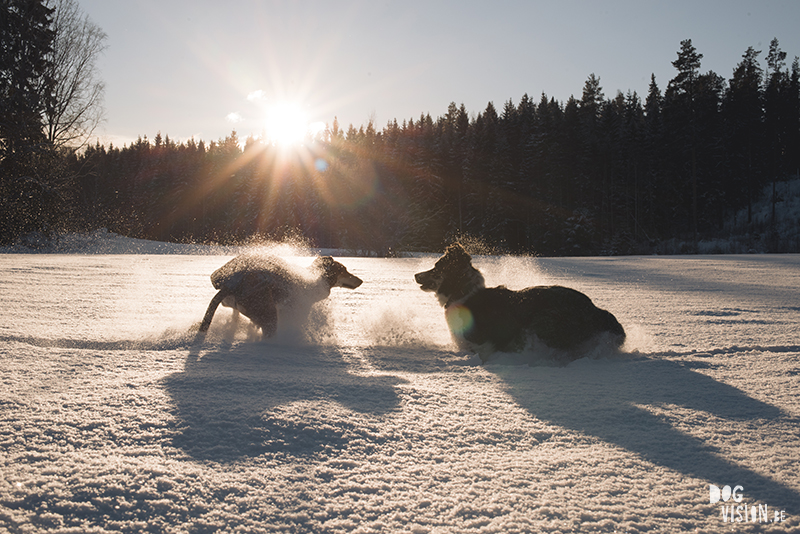 honden in Zweden, verhuizen naar Zweden, wandelen met honden in Zweden, hondenfotografie, commerciele hondenfotografie, hondenblog, www.DOGvision.be