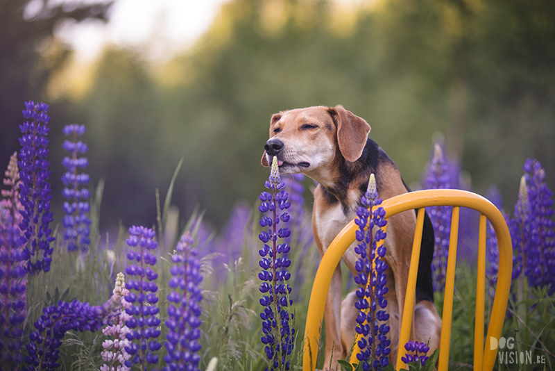 #TongueOutTuesday (27), Fenne Kustermans dog photographer in Sweden, Dalarna photography, hiking with dogs in Sweden, rescue dog from Crete, creatove and colorful dog photogrpahy, dog with summer floers (Lupines), www.DOGvision.eu