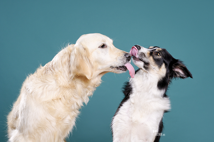 #ThrowbackThursday| hondenfotografie, Zweden | hondenffotograaf | www.DOGvision.be