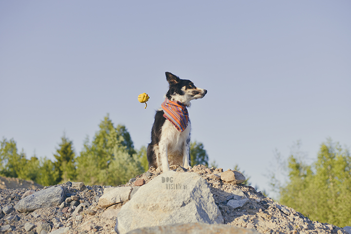 #TongueOutTuesday (21), wekelijkse blog uit Zweden, hondenfotografie, hondenblog, www.dogvision.be 
