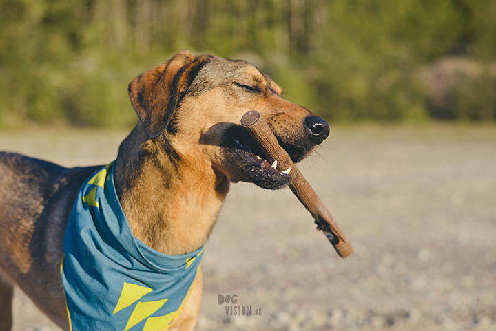 #TongueOutTuesday (21), wekelijkse blog uit Zweden, hondenfotografie, hondenblog, www.dogvision.be 