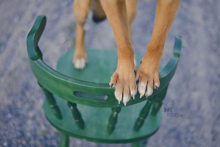 #TongueOutTuesday (21), wekelijkse blog uit Zweden, hondenfotografie, hondenblog, www.dogvision.be 