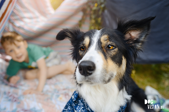 #TongueOutTuesday (29)| Sweden| rescue dog, Border Collie & Transylvanian hound | dog photography | www.DOGvision.be