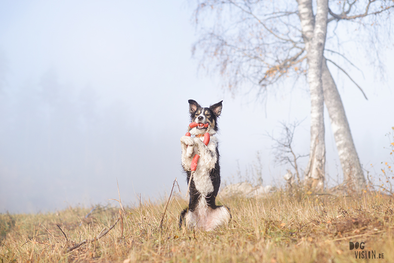 #TongueOutTuesday (45), honden blog, herfstfoto's honden, wandelen in Zweden, hondenfotografie www.DOGvision.be