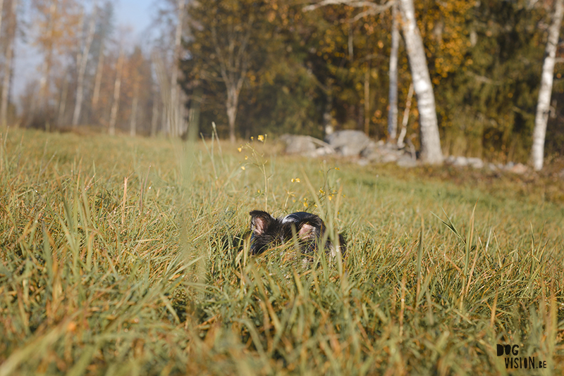 #TongueOutTuesday (45), honden blog, herfstfoto's honden, wandelen in Zweden, hondenfotografie www.DOGvision.be