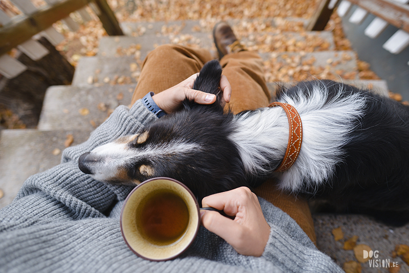 hygge hond, hondenfotografie, honden in Zweden, www.dogvision.be