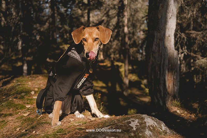 Tongue Out Tuesday, www.DOGvision.be