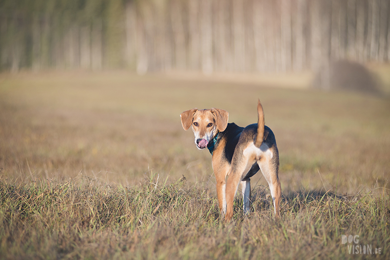 #TongueOutTuesday (51), hondenfotografie Zweden, honden blog, reizen met honden, Belgen in het buitenland, www.DOGvision.be