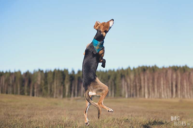 #TongueOutTuesday (51), hondenfotografie Zweden, honden blog, reizen met honden, Belgen in het buitenland, www.DOGvision.be