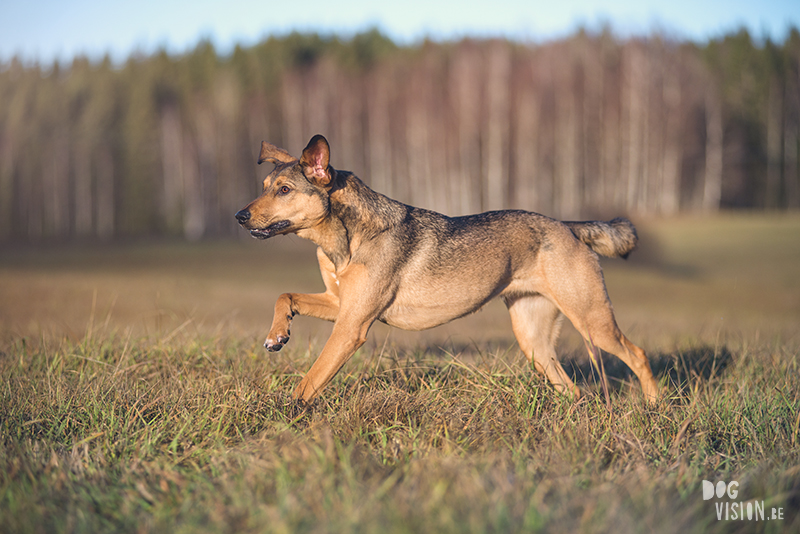 #TongueOutTuesday (51), hondenfotografie Zweden, honden blog, reizen met honden, Belgen in het buitenland, www.DOGvision.be