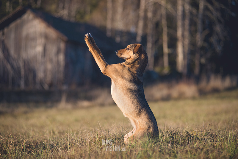 #TongueOutTuesday (51), hondenfotografie Zweden, honden blog, reizen met honden, Belgen in het buitenland, www.DOGvision.be