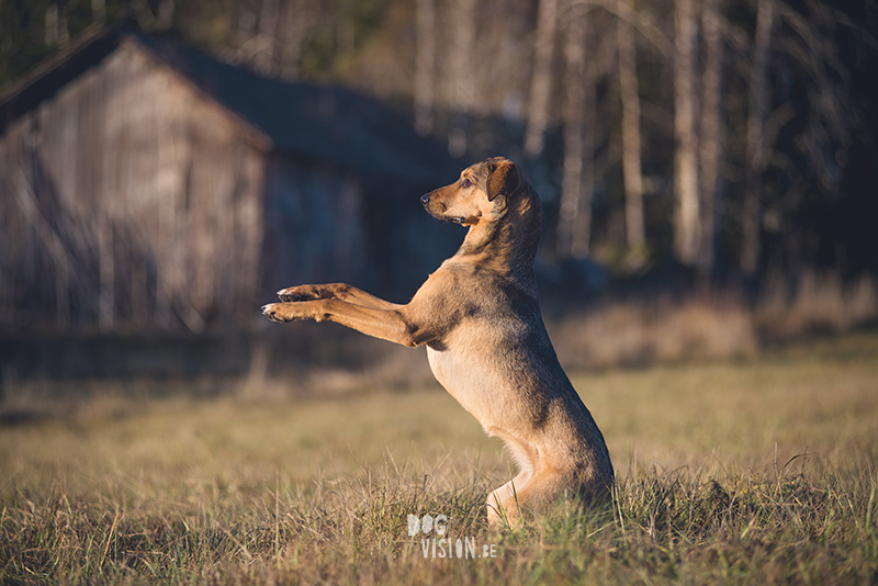 #TongueOutTuesday (51), hondenfotografie Zweden, honden blog, reizen met honden, Belgen in het buitenland, www.DOGvision.be