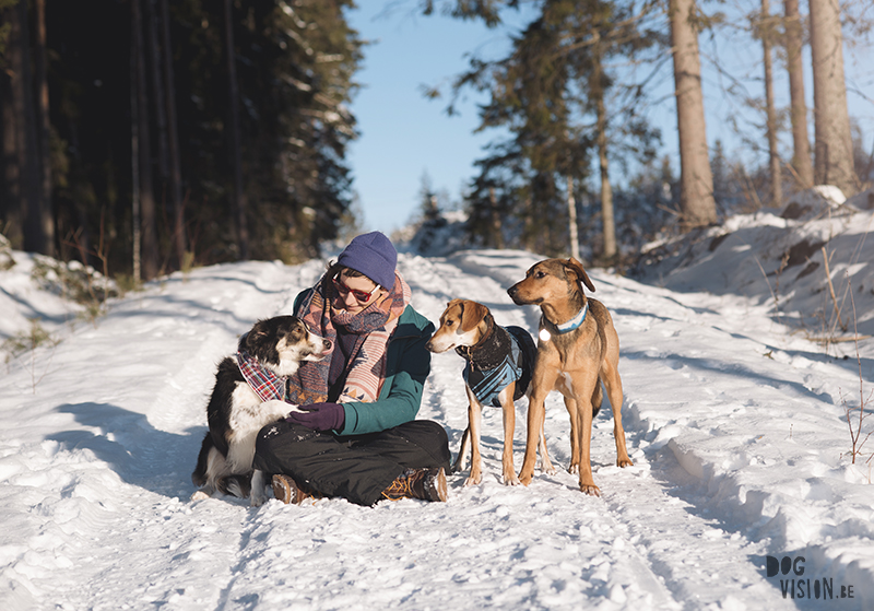 honden in Zweden, verhuizen naar Zweden, wandelen met honden in Zweden, hondenfotografie, commerciele hondenfotografie, hondenblog, www.DOGvision.be