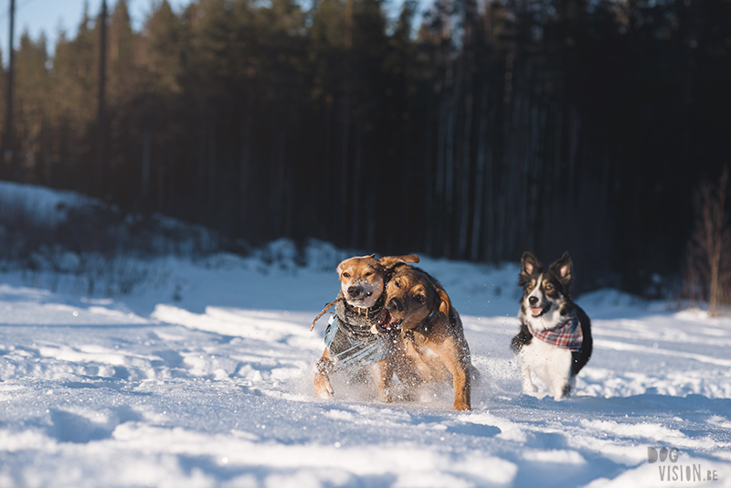 honden in Zweden, verhuizen naar Zweden, wandelen met honden in Zweden, hondenfotografie, commerciele hondenfotografie, hondenblog, www.DOGvision.be