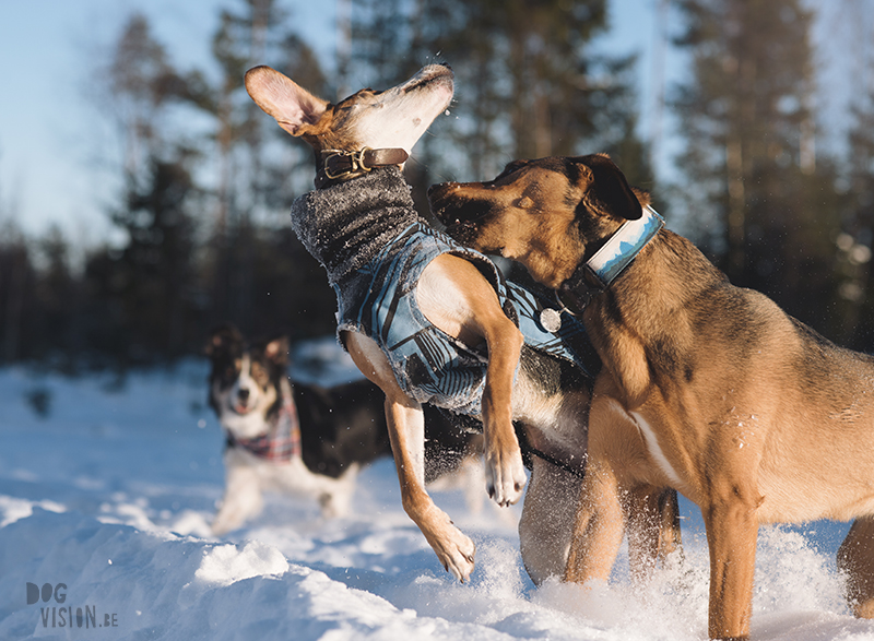 honden in Zweden, verhuizen naar Zweden, wandelen met honden in Zweden, hondenfotografie, commerciele hondenfotografie, hondenblog, www.DOGvision.be