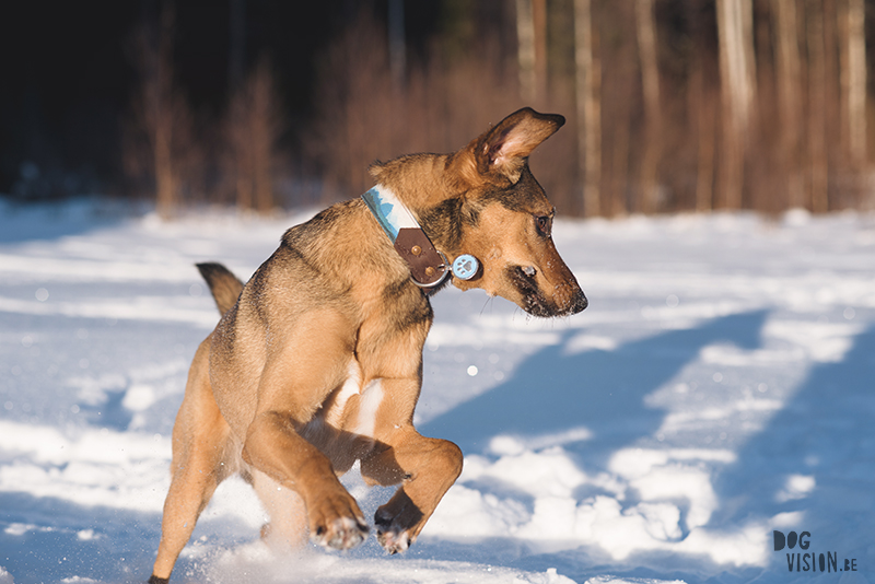 honden in Zweden, verhuizen naar Zweden, wandelen met honden in Zweden, hondenfotografie, commerciele hondenfotografie, hondenblog, www.DOGvision.be