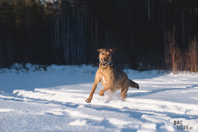 honden in Zweden, verhuizen naar Zweden, wandelen met honden in Zweden, hondenfotografie, commerciele hondenfotografie, hondenblog, www.DOGvision.be