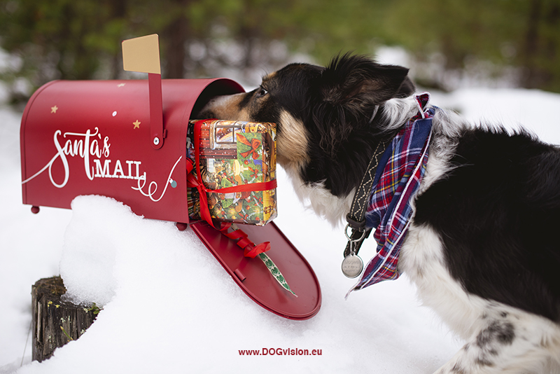 Border Collie Mogwai, Chirtsmas dog photoshoot ideas, Santa's mailbox, dog gifts, snow. www.DOGvision.eu