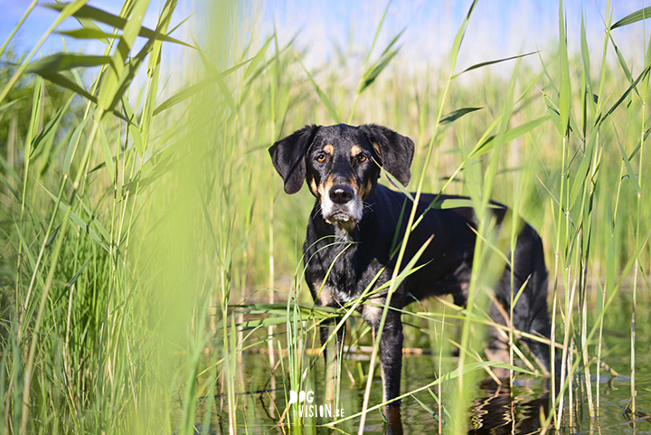 Juni | hondenfotografie | DOGvision.be