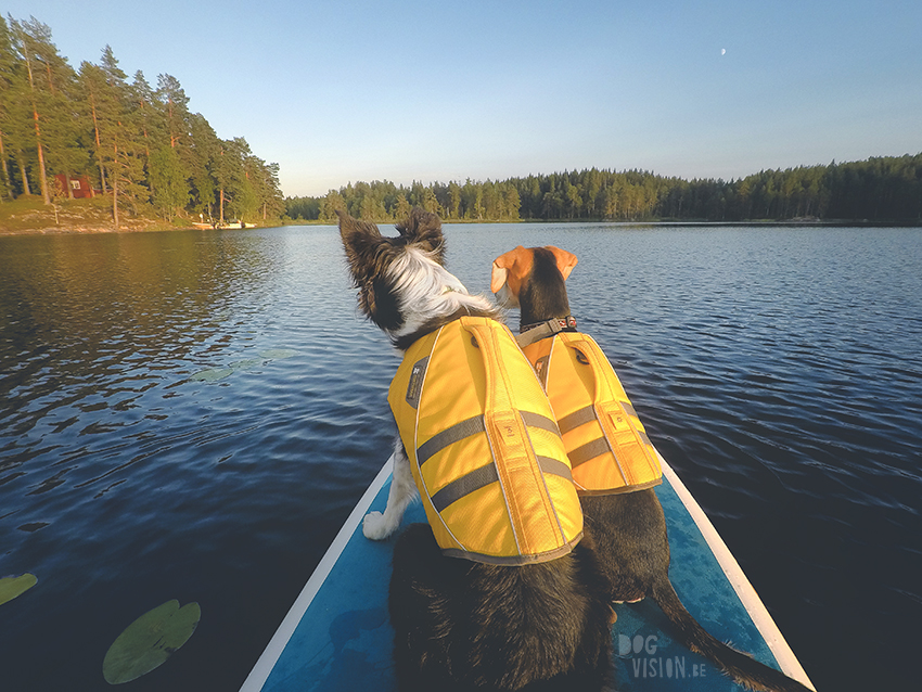 paddleboard met honden, zomer in Zweden, wandelen met honden in Zweden, ruffwear lifejacket, www.dogvision.be