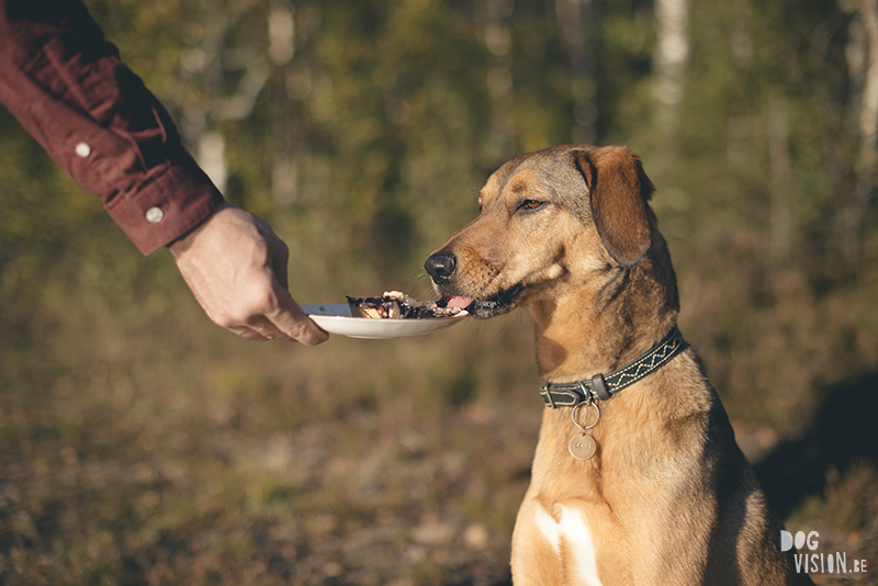 #TongueOutTuesday (39), www.DOGvision.eu