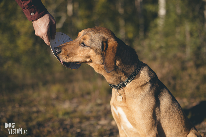 #TongueOutTuesday (39), www.DOGvision.eu